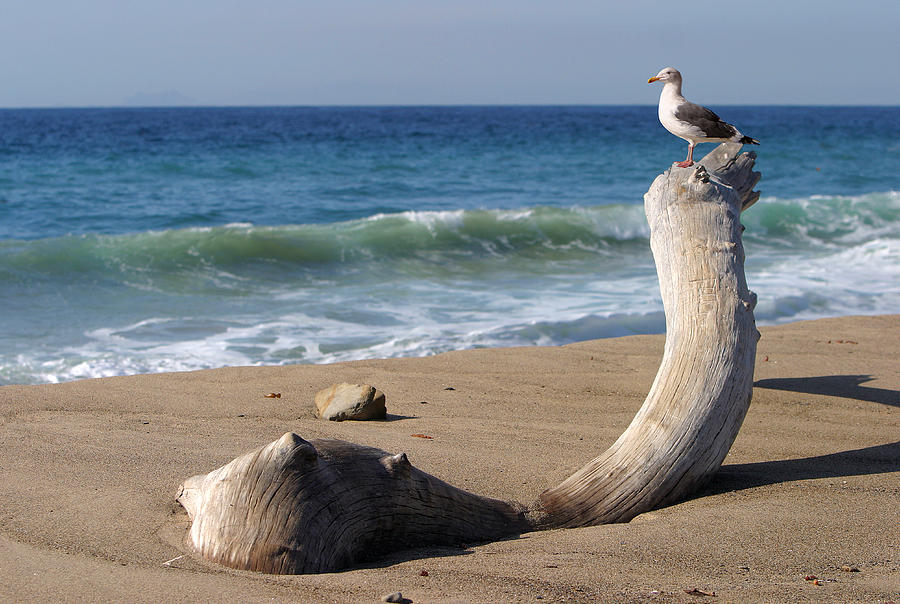 Sea Gull Perched on Dead Tree Photograph by Linda Phelps