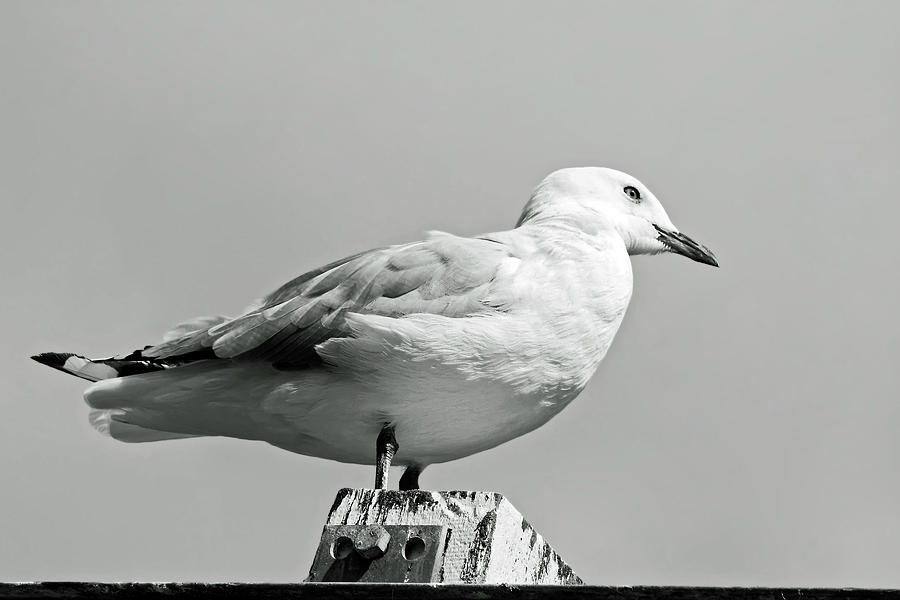Sea Gull Portrait Photograph by Sally Weigand