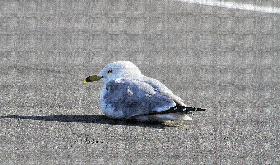 Sea Gull Rests On Road Photograph by Tom Janca