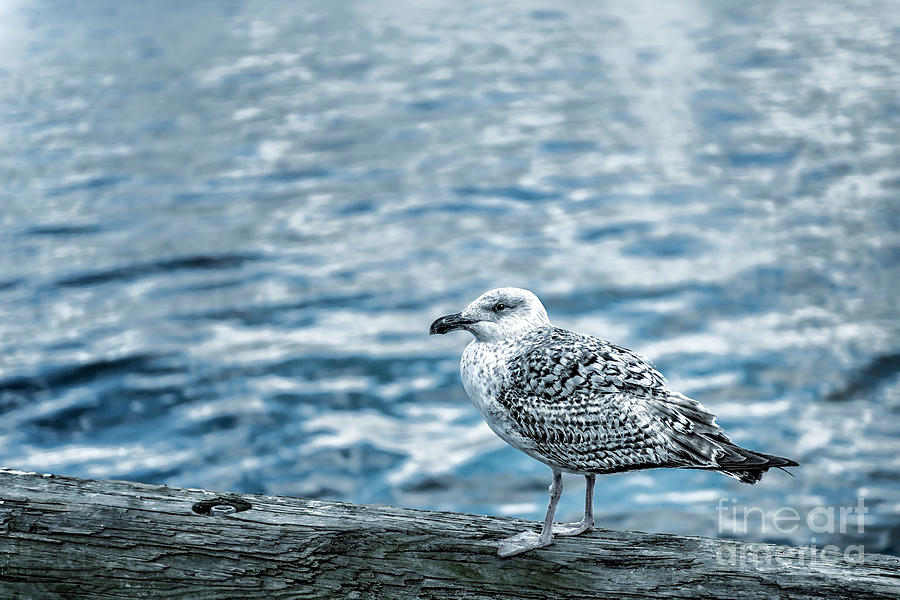 Sea Gull Photograph by Tamyra Ayles