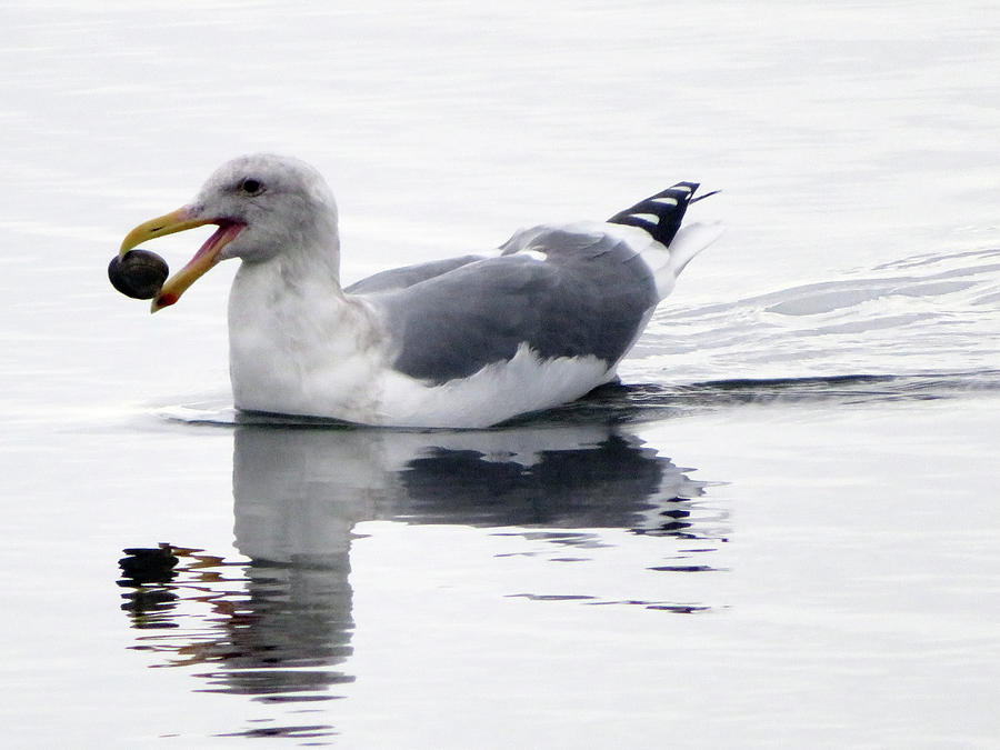 Sea Gull With Clam Lunch Photograph by Marie Jamieson