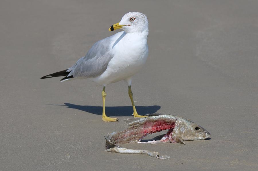 Sea Gull with Fish - 2 Photograph by Christy Pooschke