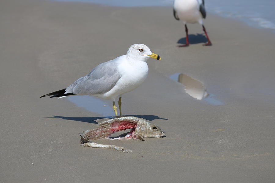 Sea Gull with Fish  Photograph by Christy Pooschke