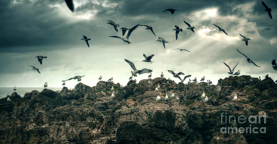 Nature Photograph - Sea Gulls by Carlos Caetano
