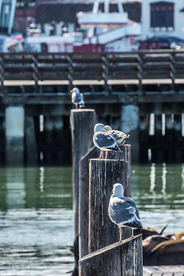 Sea gulls Fishermans Wharf Photograph by Paul Freidlund