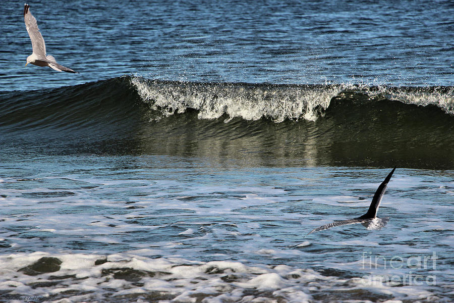 Sea Gulls Fishing In The Waves Photograph by Sandra Huston