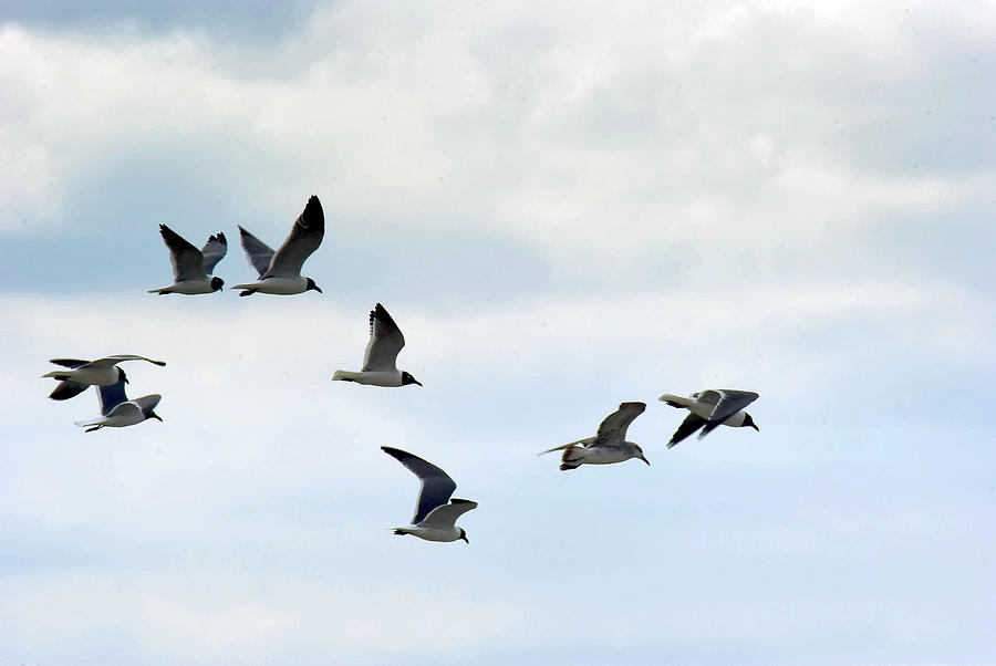 Sea Gulls In Flight Photograph
