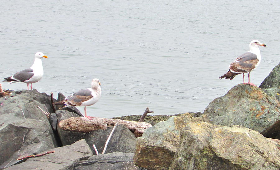 Sea Gulls Photograph by Marilyn Diaz