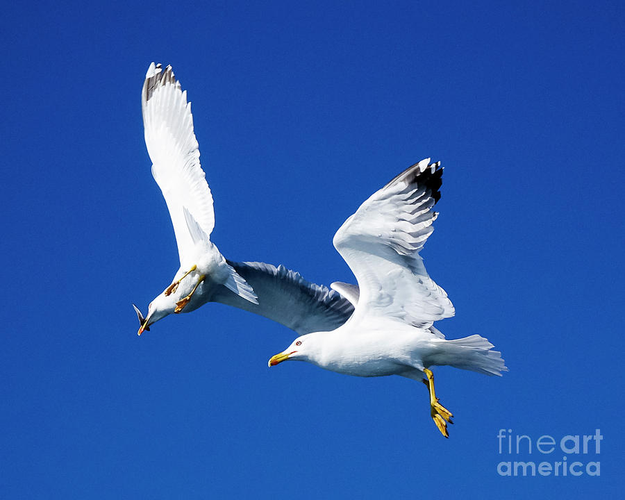 Sea Gulls Of Costa Brava Spain Photograph