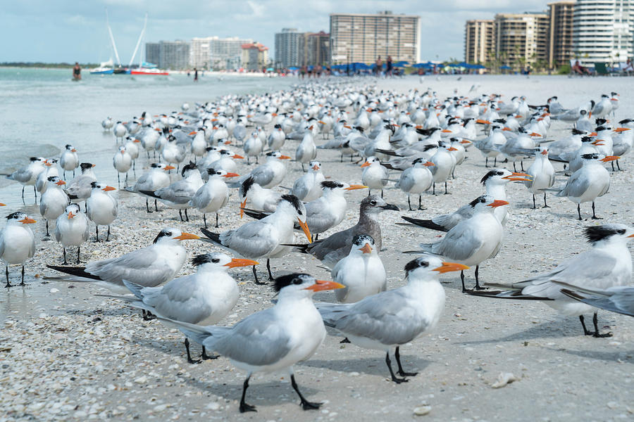 Sea Gulls on the Beach Digital Art by Susan Stone