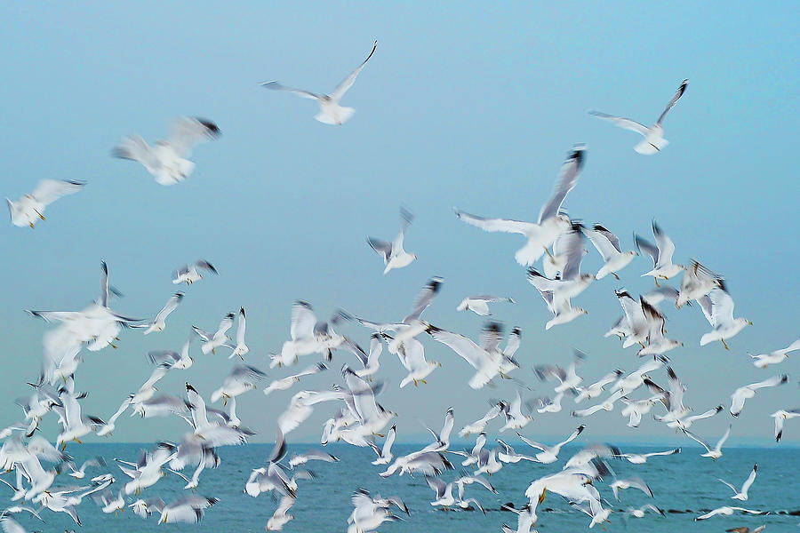 Sea Gulls Take Flight Photograph by John Paul Melendez - Fine Art America