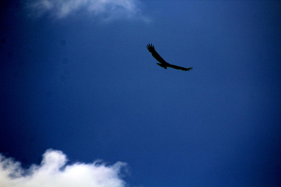 Sea Hawk Photograph Photograph by Kimberly Walker
