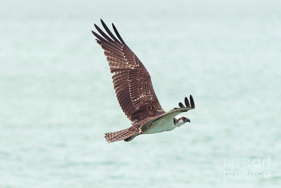 Seahawk Photograph - Sea Hawk by Sunman Seahawk Photograph - Sea Hawk by Sunman