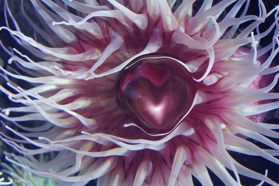 Sea Heart Digital Art by Linda Sannuti