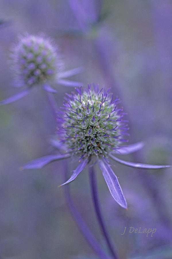 Sea Holly Lavender V1 Photograph by Janet DeLapp