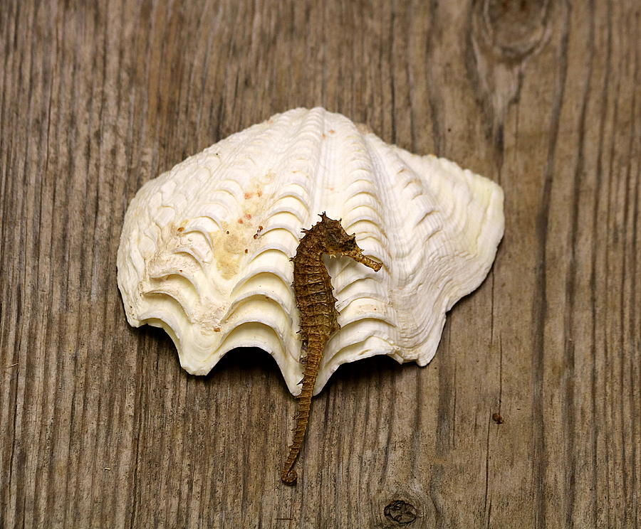 Sea Horse and Sea Shell Photograph by Sheila Brown