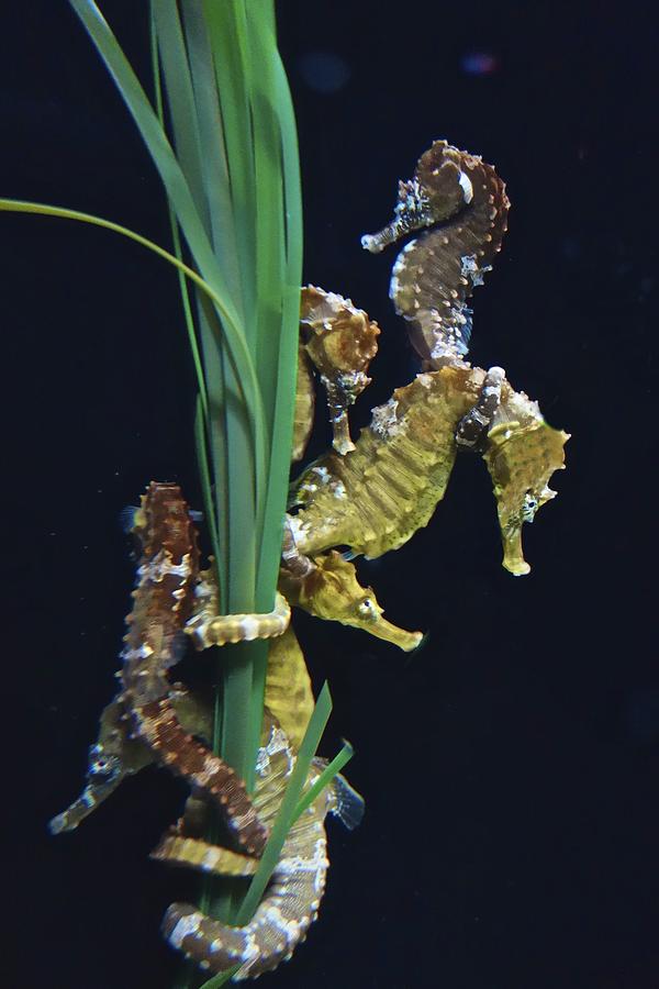 Sea Horse Photograph by Joan Reese