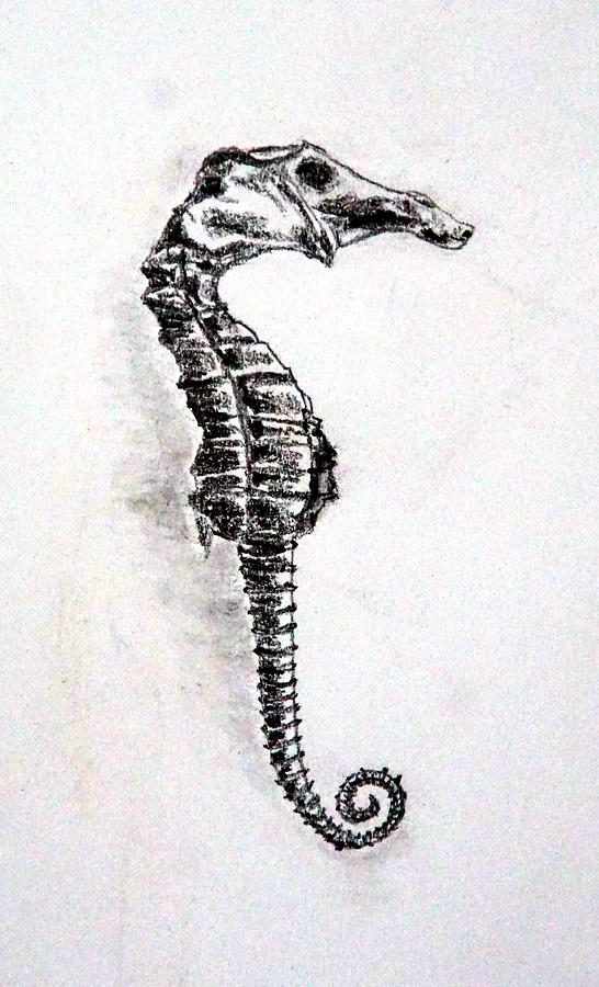 Sea Horse Drawing by Jolly Van der Velden