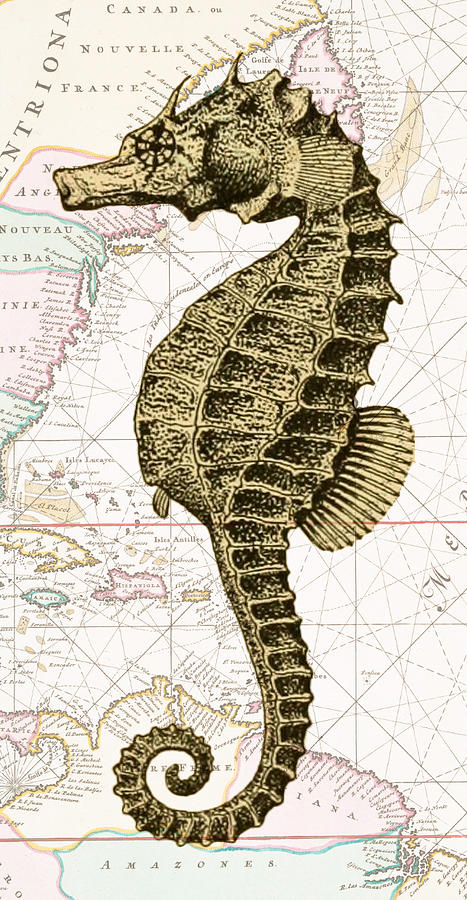 Seahorse Digital Art - Sea Horse Nautical Chart by Erin Cadigan