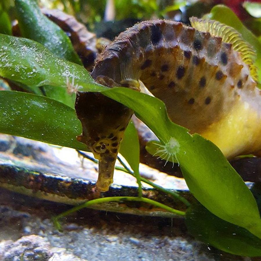 Dh Photograph - Sea Horses Are The Most Amazing by Dante Harker