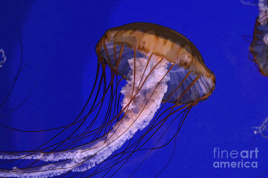 Sea Jelly Photograph by Jeanette French