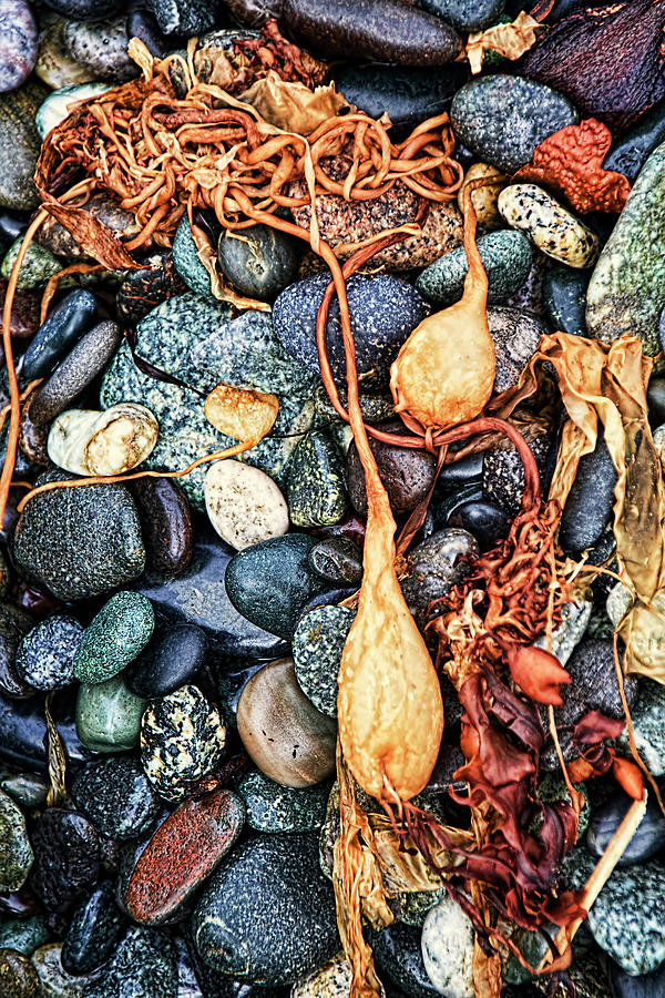 Sea Kelp and Rocks Vertical Photograph by Peggy Collins