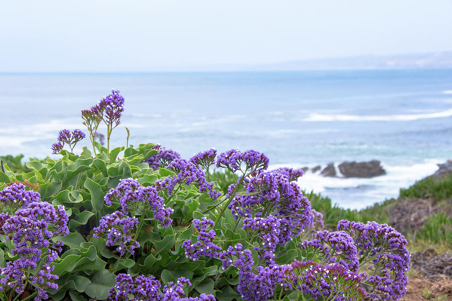 Nature Photograph - Sea Lavender on the Coast by Amy Sorvillo