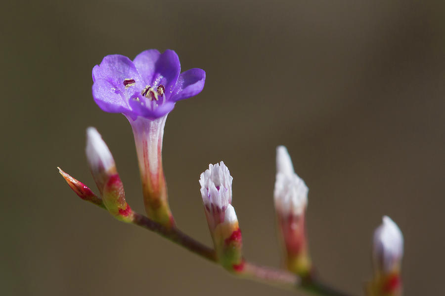 Sea Lavender Photograph by Paul Rebmann