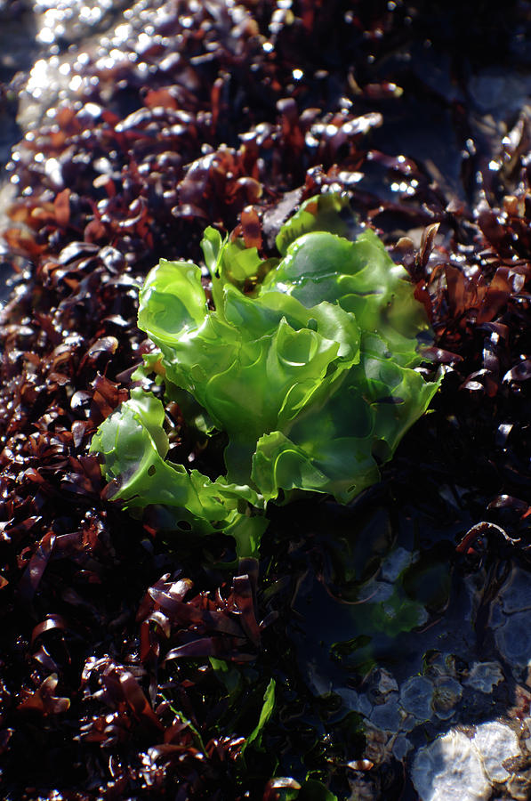 Sea Lettuce Photograph by Adria Trail