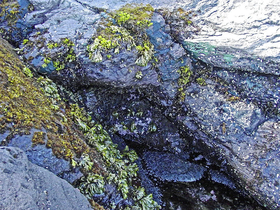 Sea Life on the Rocks in Salt Creek Recreation Area on Olympic Peninsula, Washington Photograph by Ruth Hager