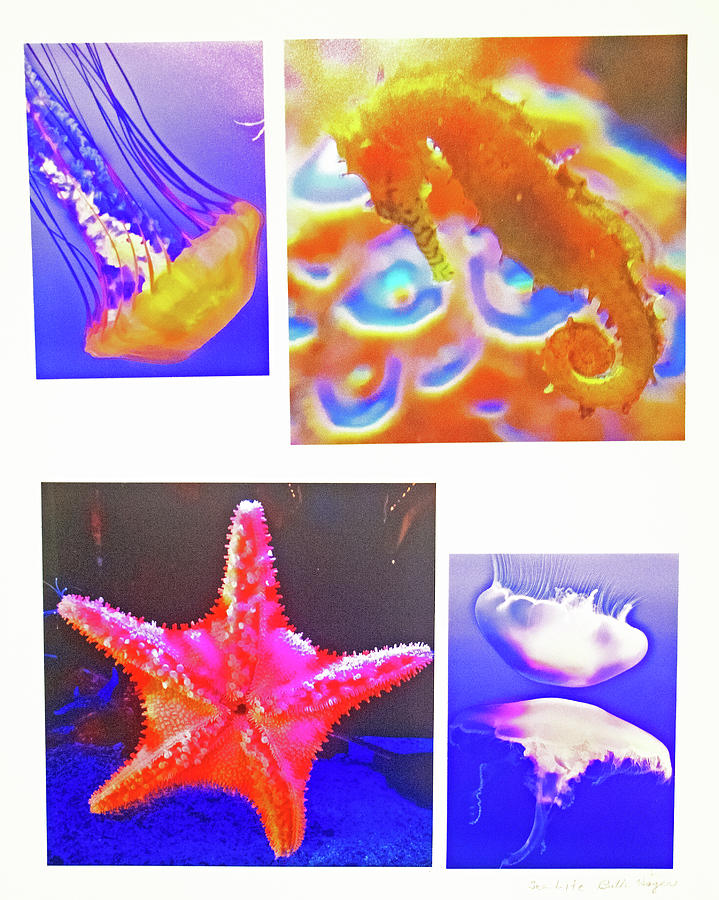 Sea Life Photo Assemblage- One Sea Nettle, Sea Horse- Pink Starfish, Two Jellyfish  Photograph by Ruth Hager