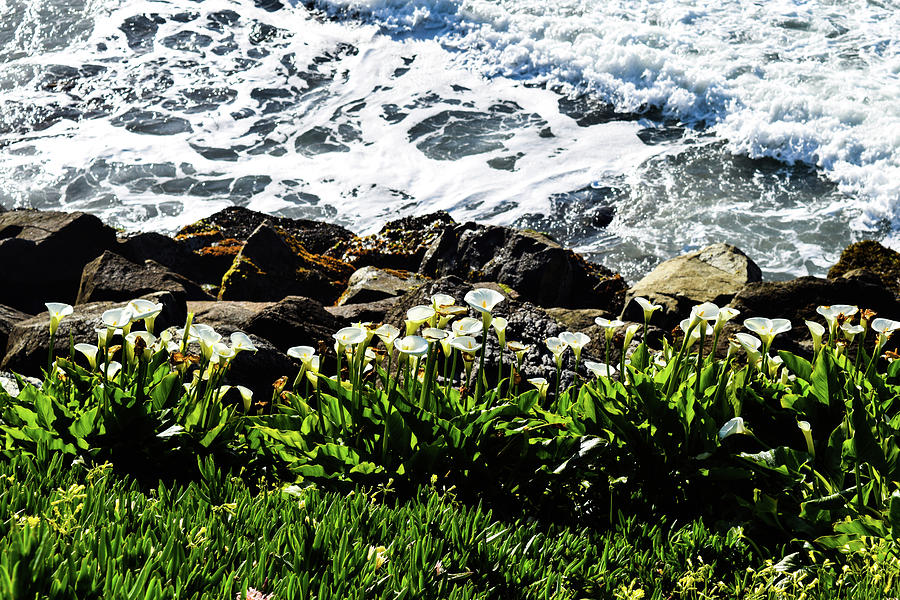 Sea Lilies Photograph