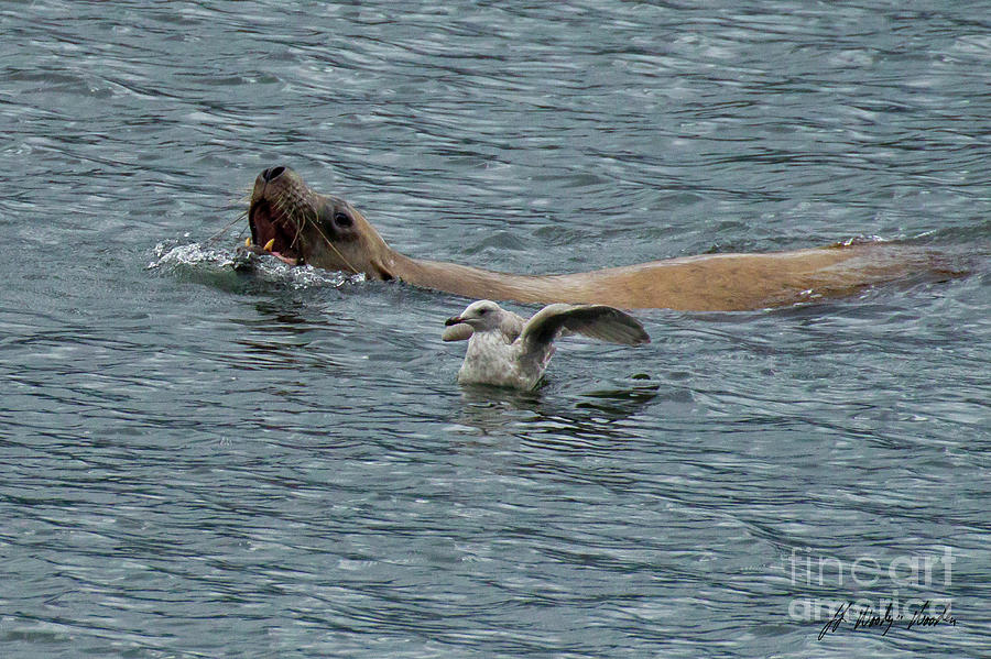 Sea Lion And Seagull-Signed-#3084 Photograph by J L Woody Wooden