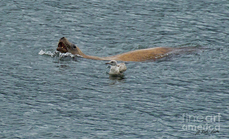 Sea Lion And Seagull-Signed-#3086 Photograph by J L Woody Wooden