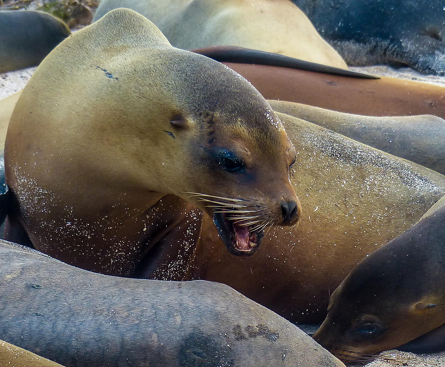 Sea Lion Asserting Dominance Photograph by Harry Strharsky