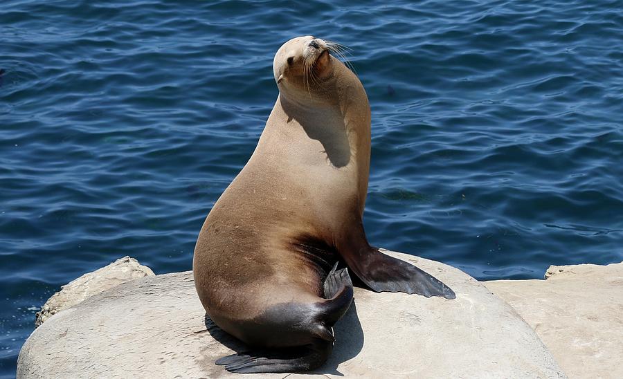 Sea Lion at La Jolla Cove - 2 Photograph by Christy Pooschke