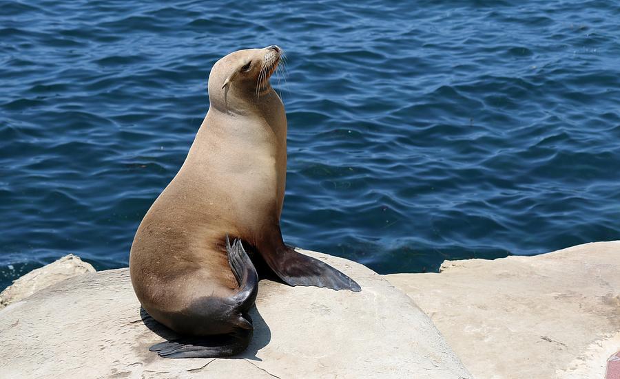 Sea Lion at La Jolla Cove  Photograph by Christy Pooschke