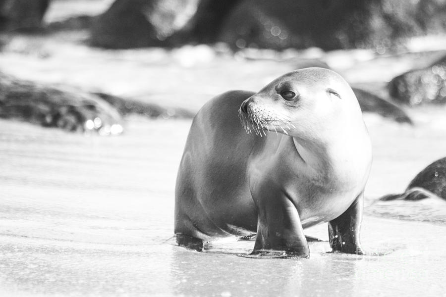 Sea Lion baby Photograph by Ruth Jolly