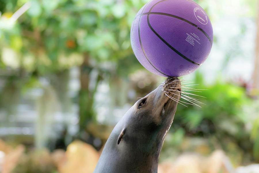 Sea Lion Ball Photograph by Chris Kasmar - Pixels