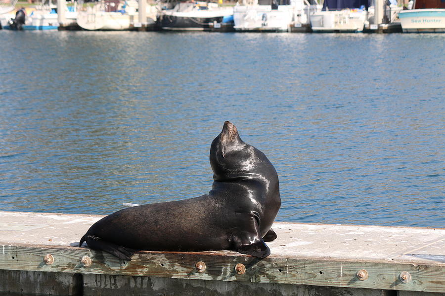 Sea Lion Dreams  Photograph by Christy Pooschke