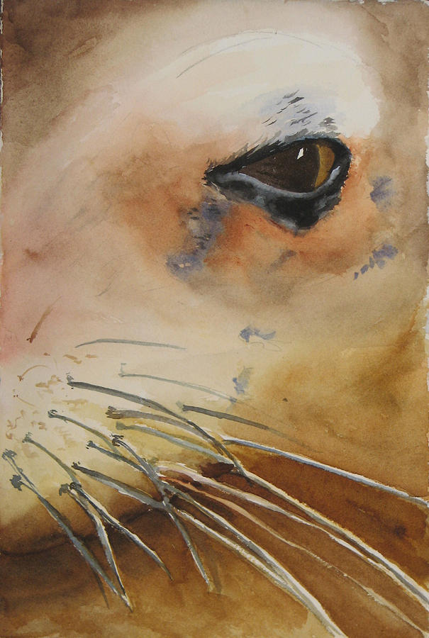 Sea Lion Painting - Sea Lion Eye by Libby Cagle Sea Lion Painting - Sea Lion Eye by Libby Cagle