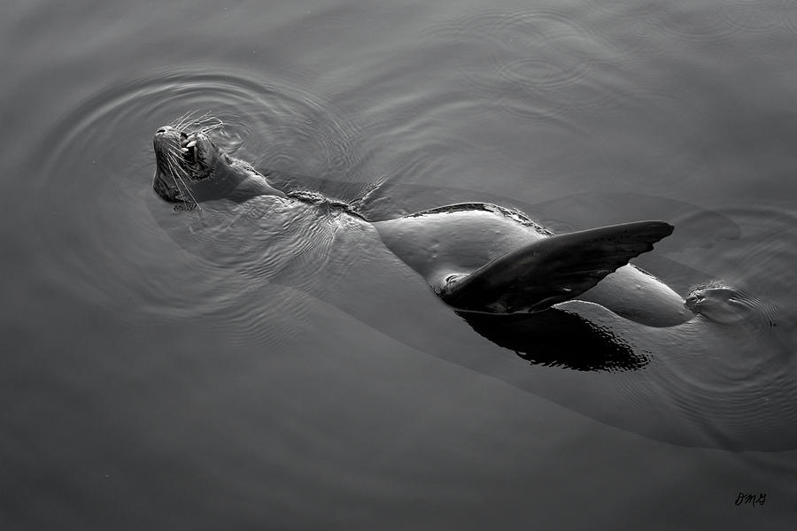 Black And White Photograph - Sea Lion I BW by David Gordon
