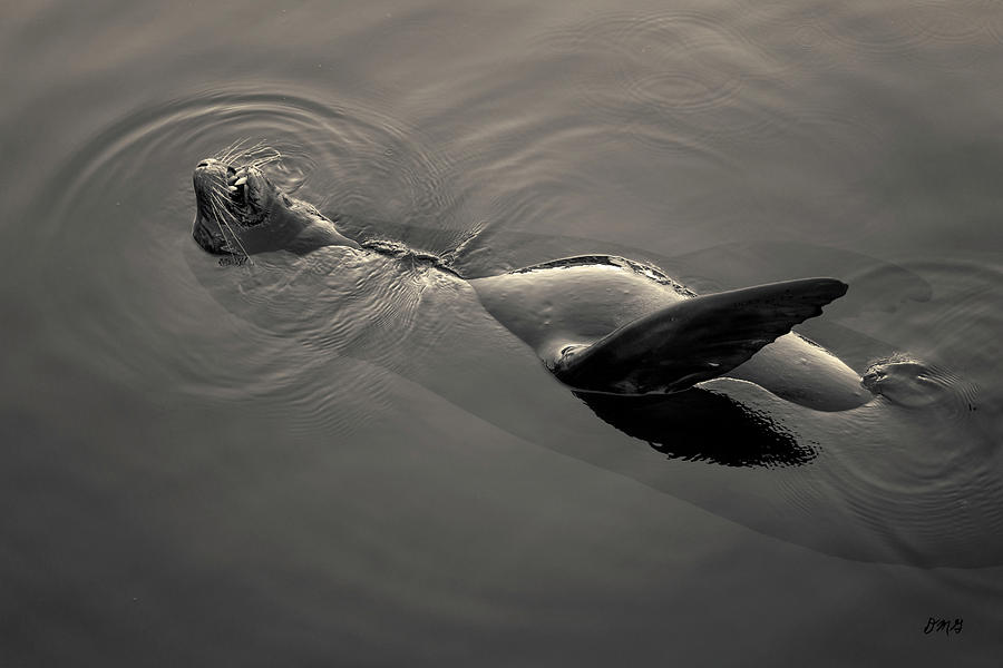 Sea Lion I Toned Photograph by David Gordon