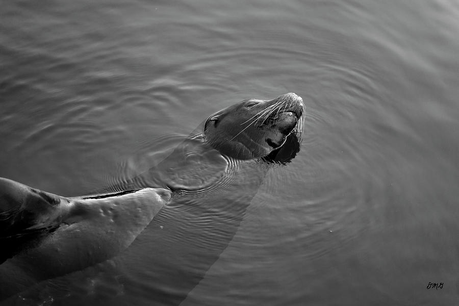 Black And White Photograph - Sea Lion II BW by David Gordon