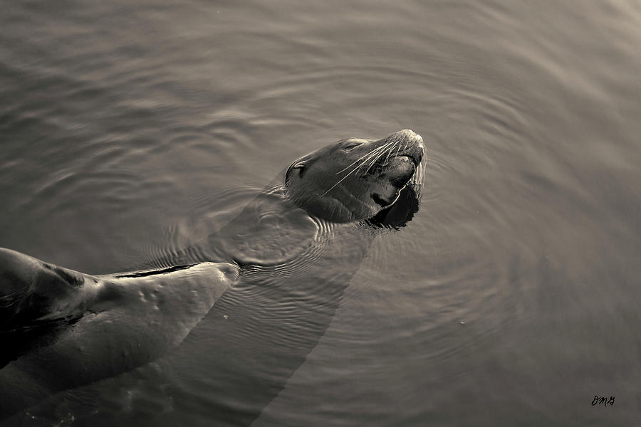 Sea Lion II Toned Photograph by David Gordon