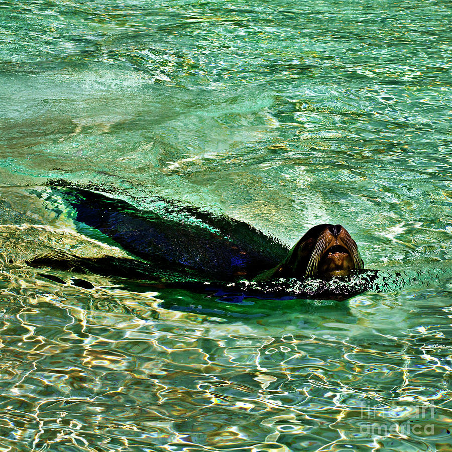 Sea Lion in Dreaming Aquatic World Photograph by Silva Wischeropp