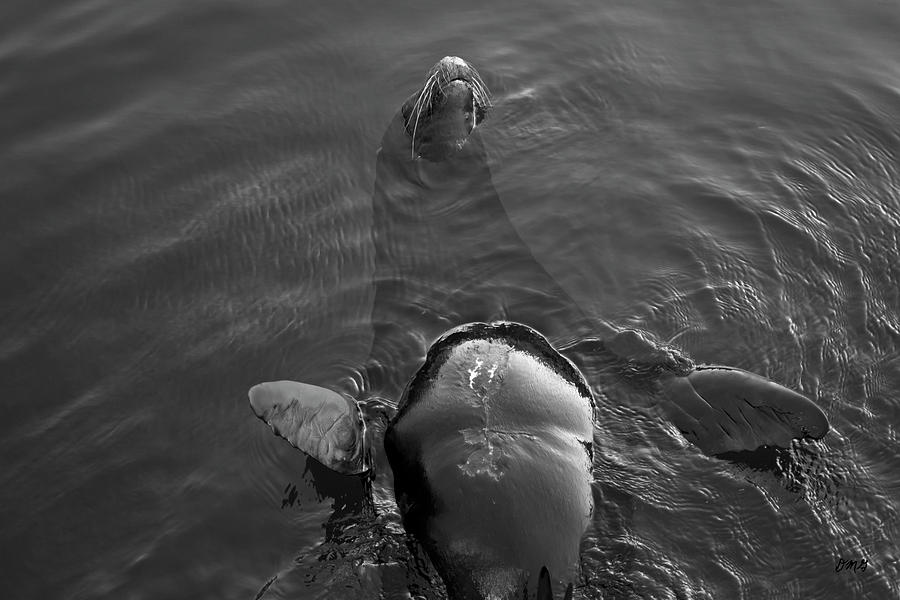 Sea Lion IV Photograph by David Gordon