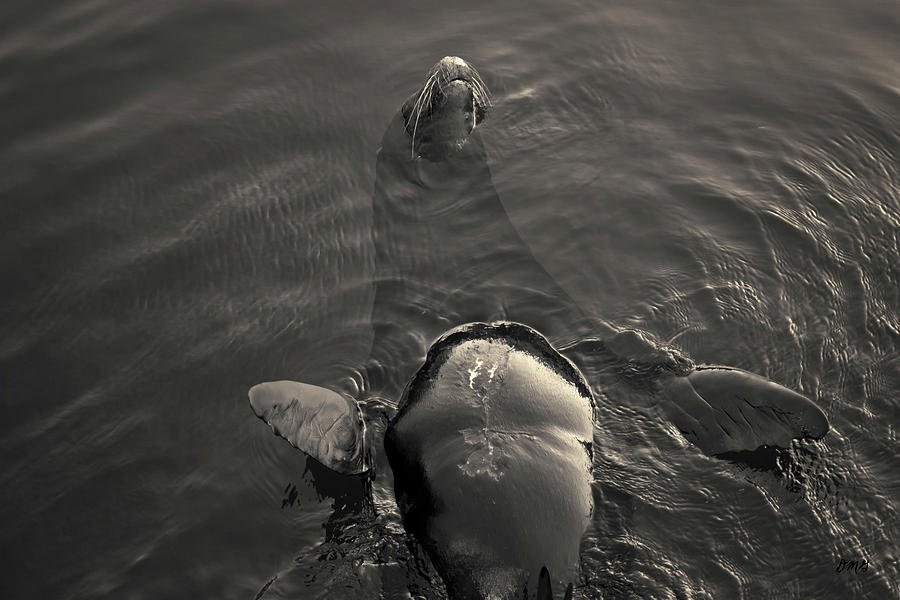 Sea Lion IV Toned Photograph by David Gordon