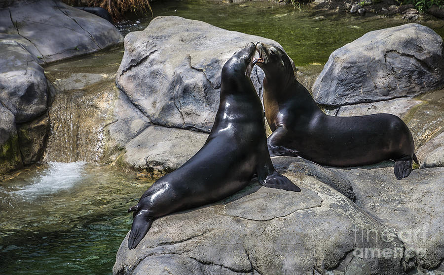 Sea Lion Kiss Photograph by Joann Long