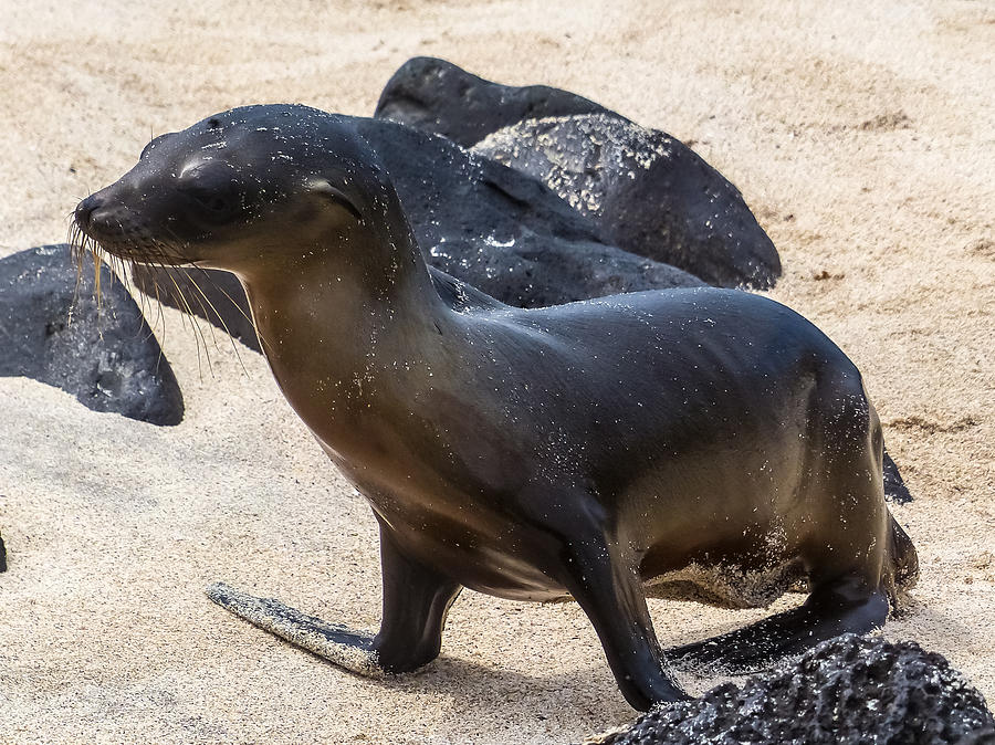 Sea Lion Looking for Mom Photograph by Harry Strharsky